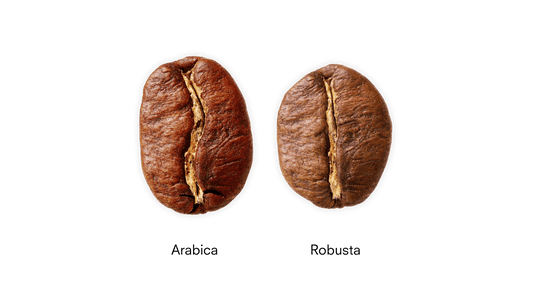 Differences between Arabica and Robusta